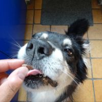 Herhaal defect Registratie Gemakkelijk aan honden medicijnen geven - Prins Petfoods