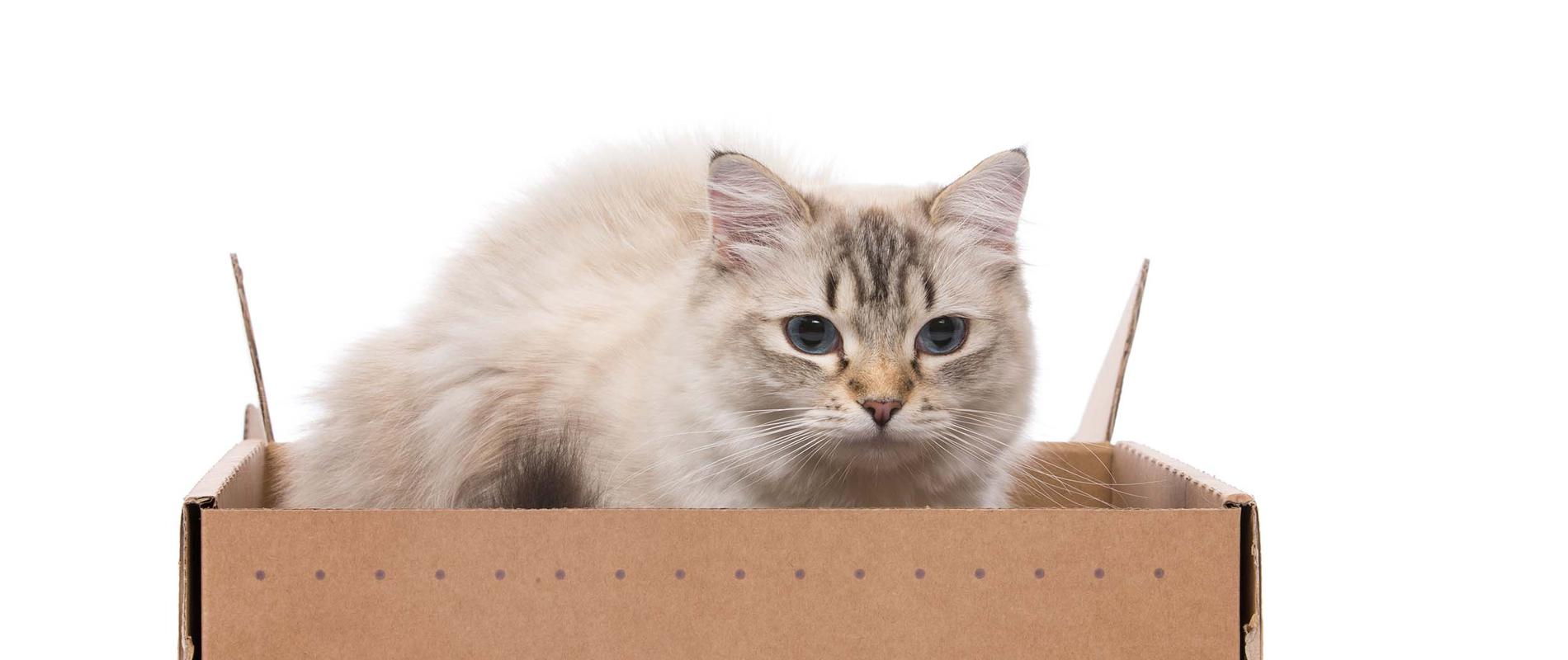 Rang dek Bijdrage Met katten spelen: Speel Kat in het bakkie! - Prins Petfoods