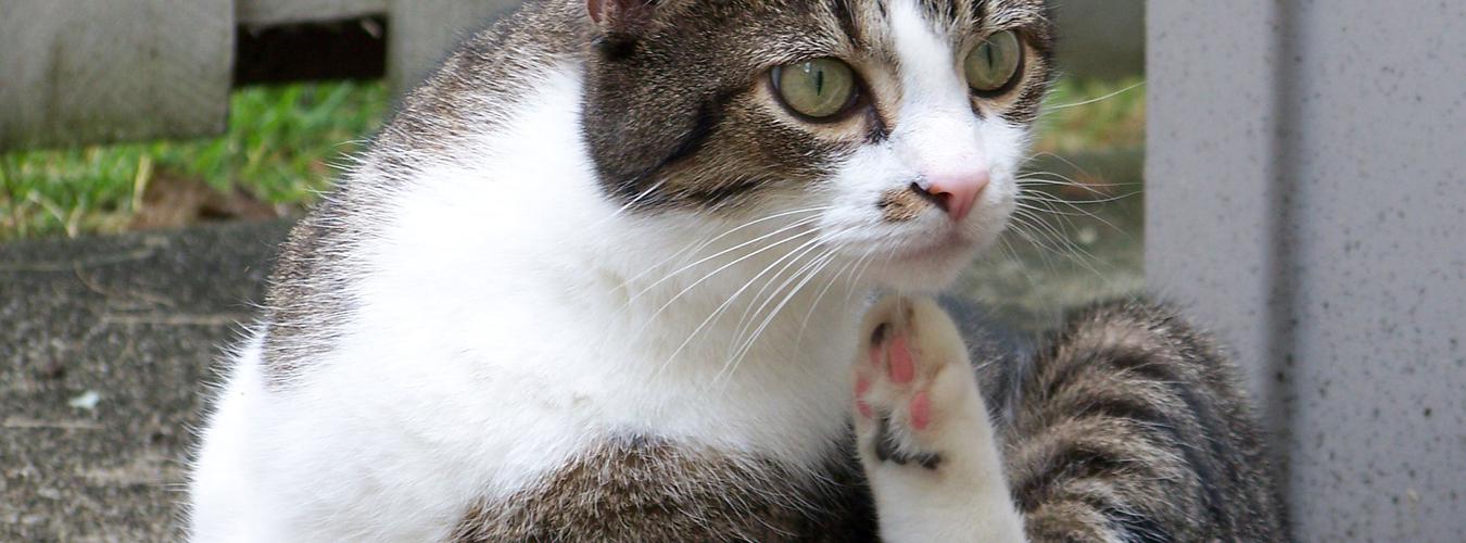 Boomgaard Ademen complicaties Vlooien bij katten herkennen en bestrijden - Prins Petfoods